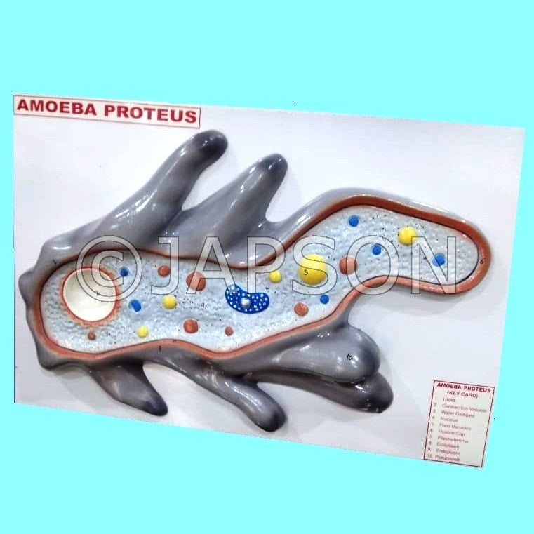 Amoeba Model, Superior Amoeba Model, Superior